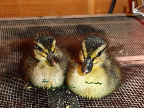 This listing is for 1 pair (1 male 1 female) of Gray Call DucksGray calls are the orignal colored call ducks they have mallard like markings. . Grey call ducks for sale